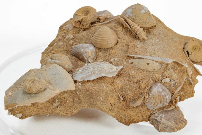 Miniature Fossil Cluster (Ammonites, Brachiopods) - France #219971